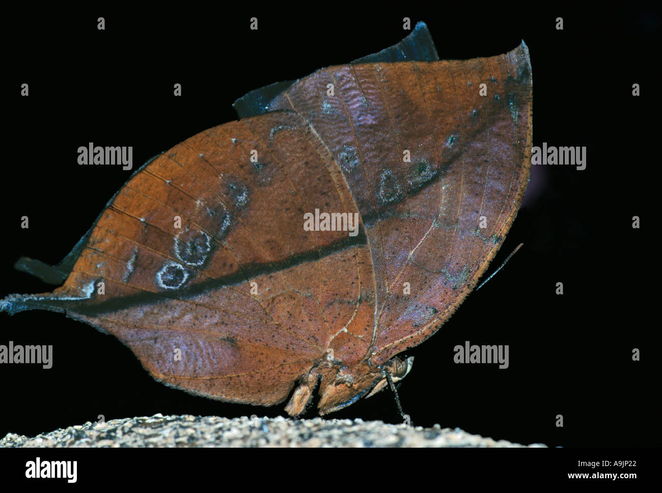 Indische Blatt Schmetterling-Hinweis-Captive-Thema Stockfoto