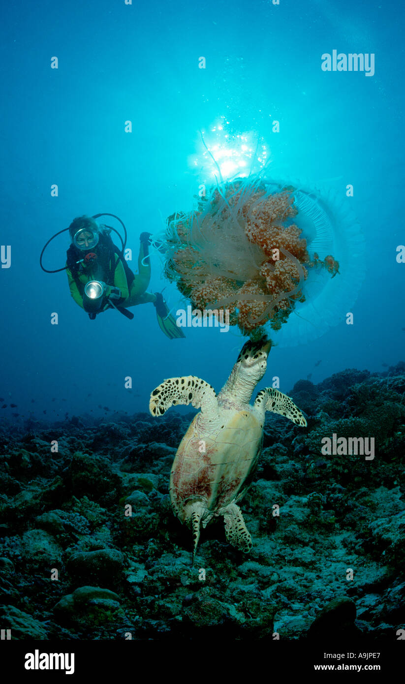 Meeresschildkröte Essen Quallen Stockfoto