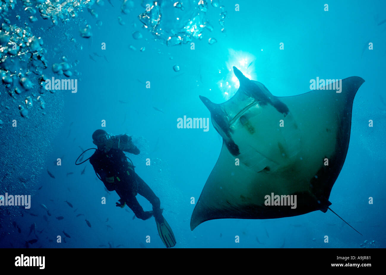 Mobula Sicklefin Devilray und Scuba Diver Mobula tarapacana Stockfoto