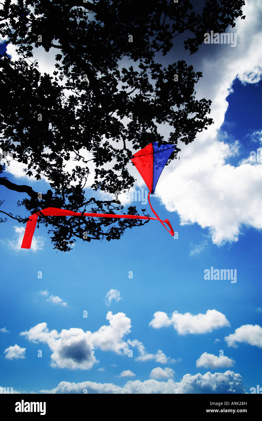 Rotmilan im Baum gefangen Stockfoto