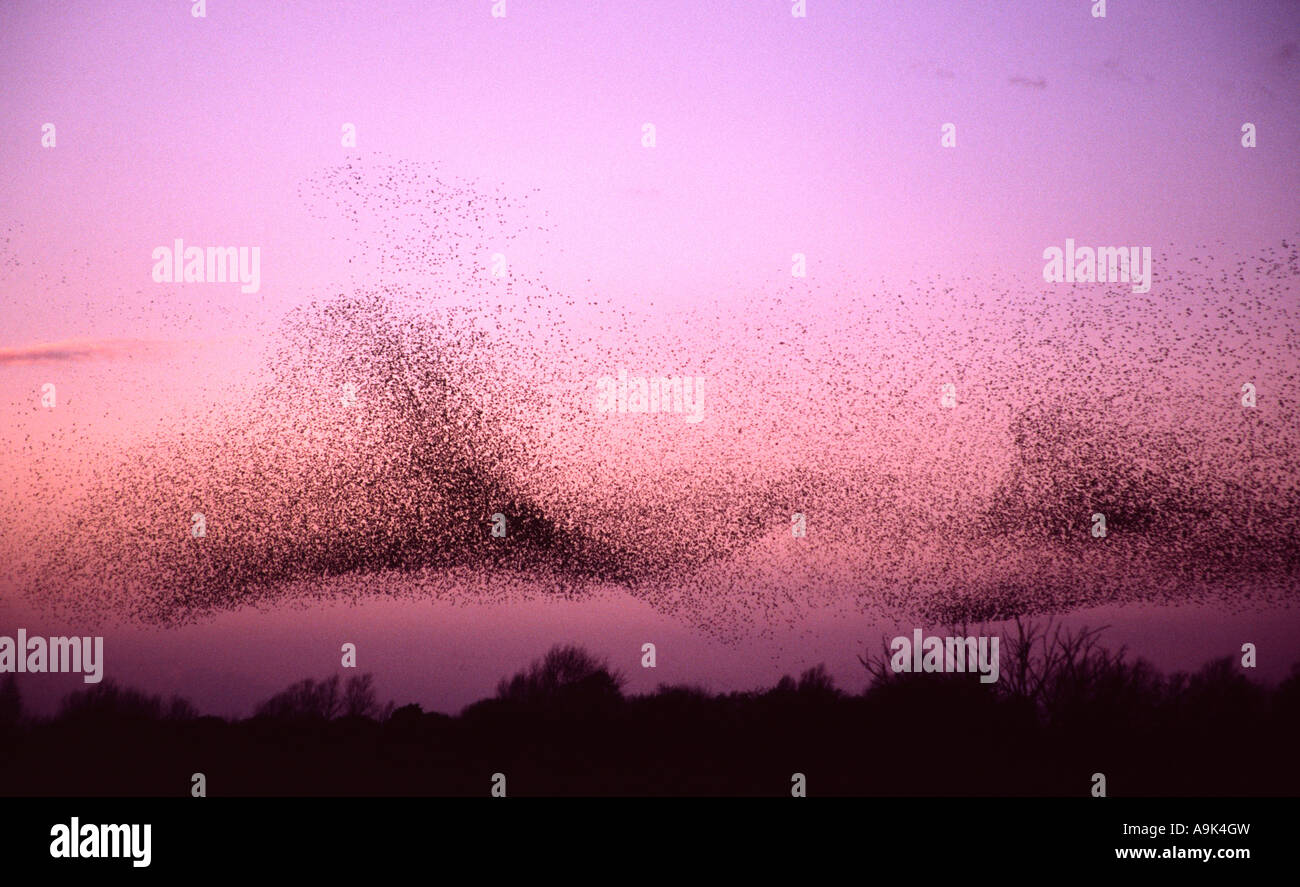 Starling Winter Roost Westhay Natur Reservat Somerset Stockfoto