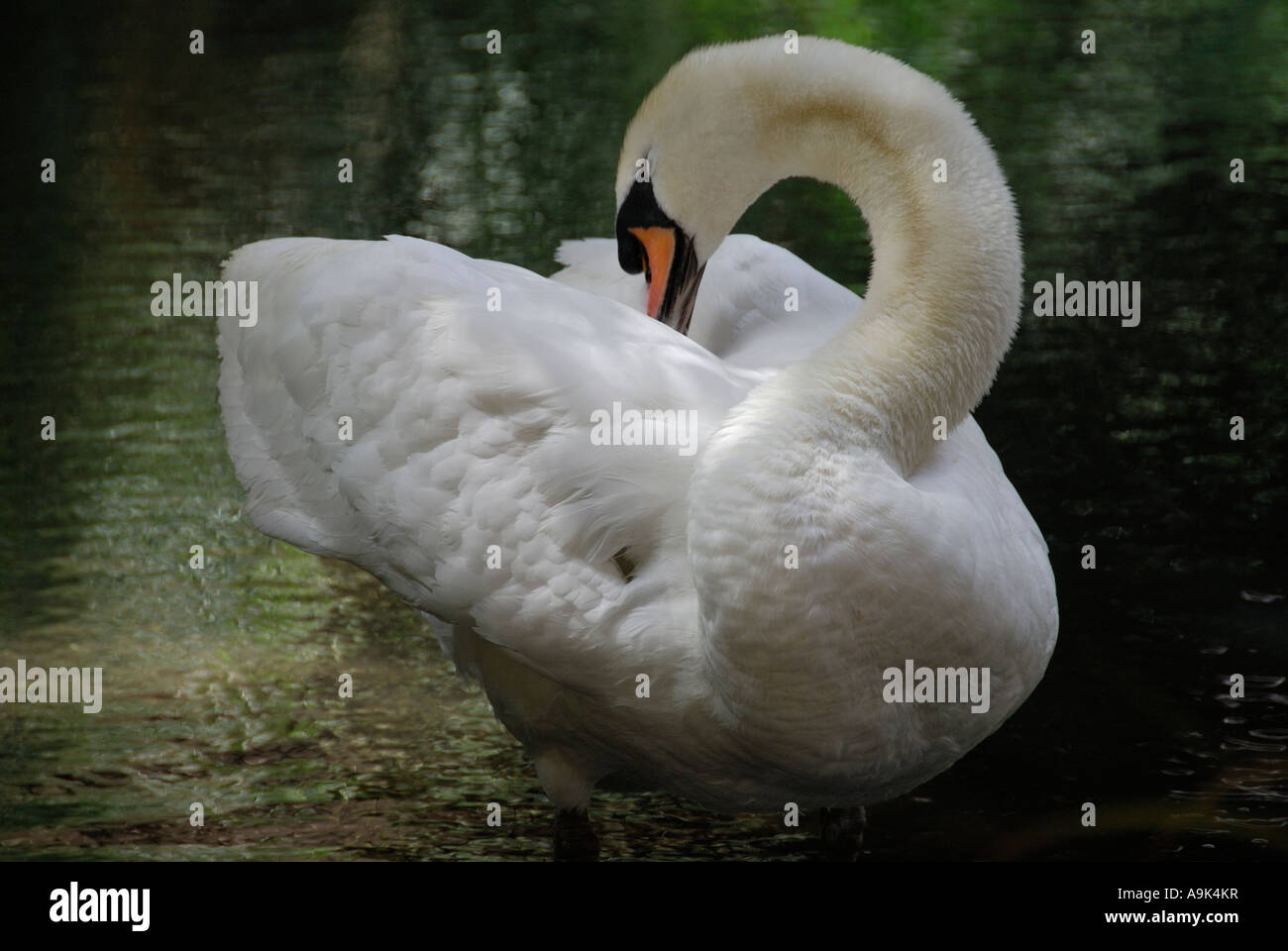 "Swan putzen Federn, California" Stockfoto