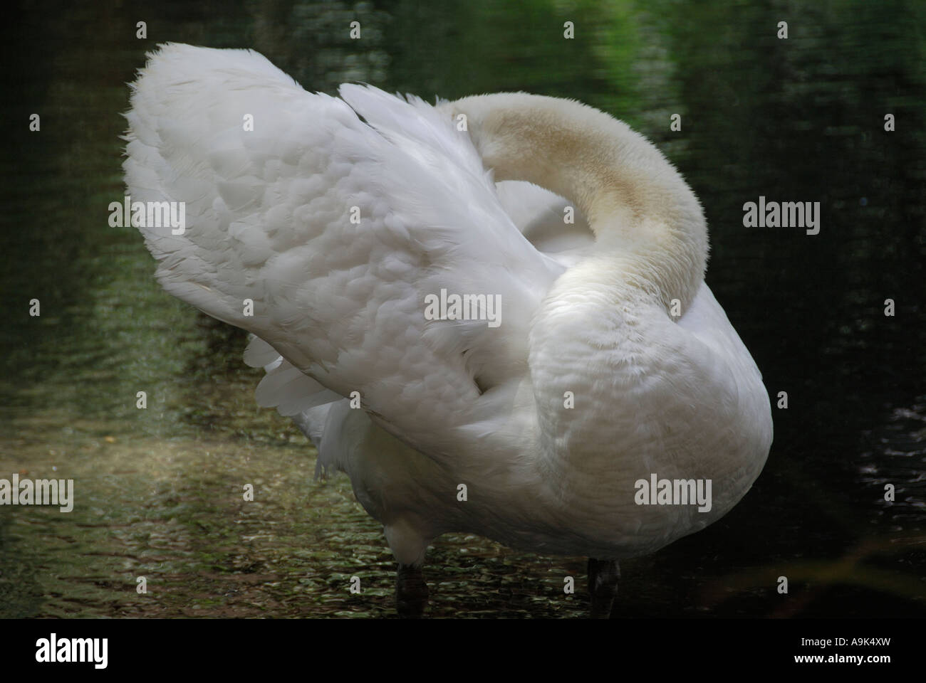 "Swan putzen Federn, California" Stockfoto