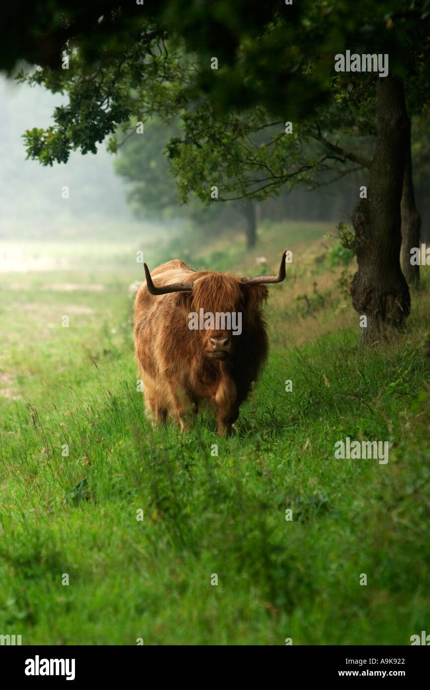 Highlander Stockfoto