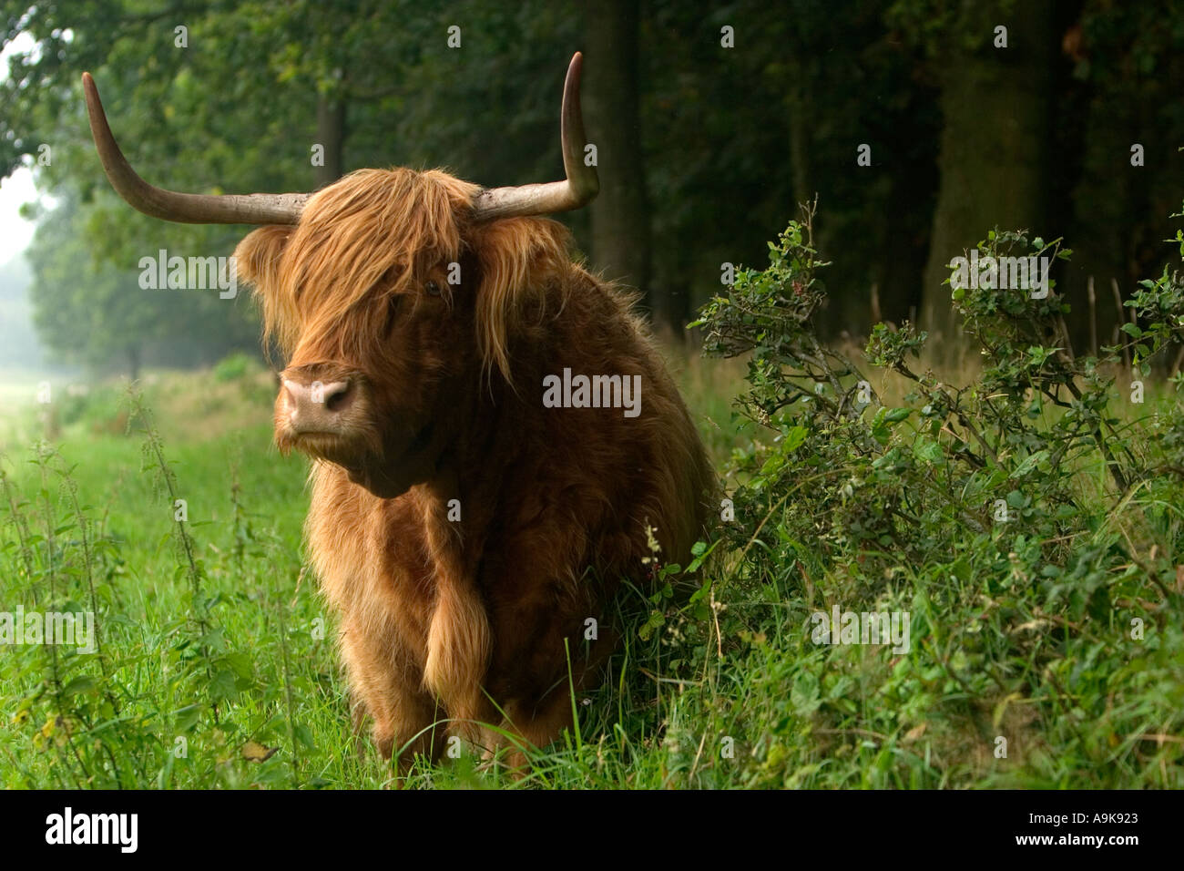 Highlander Stockfoto