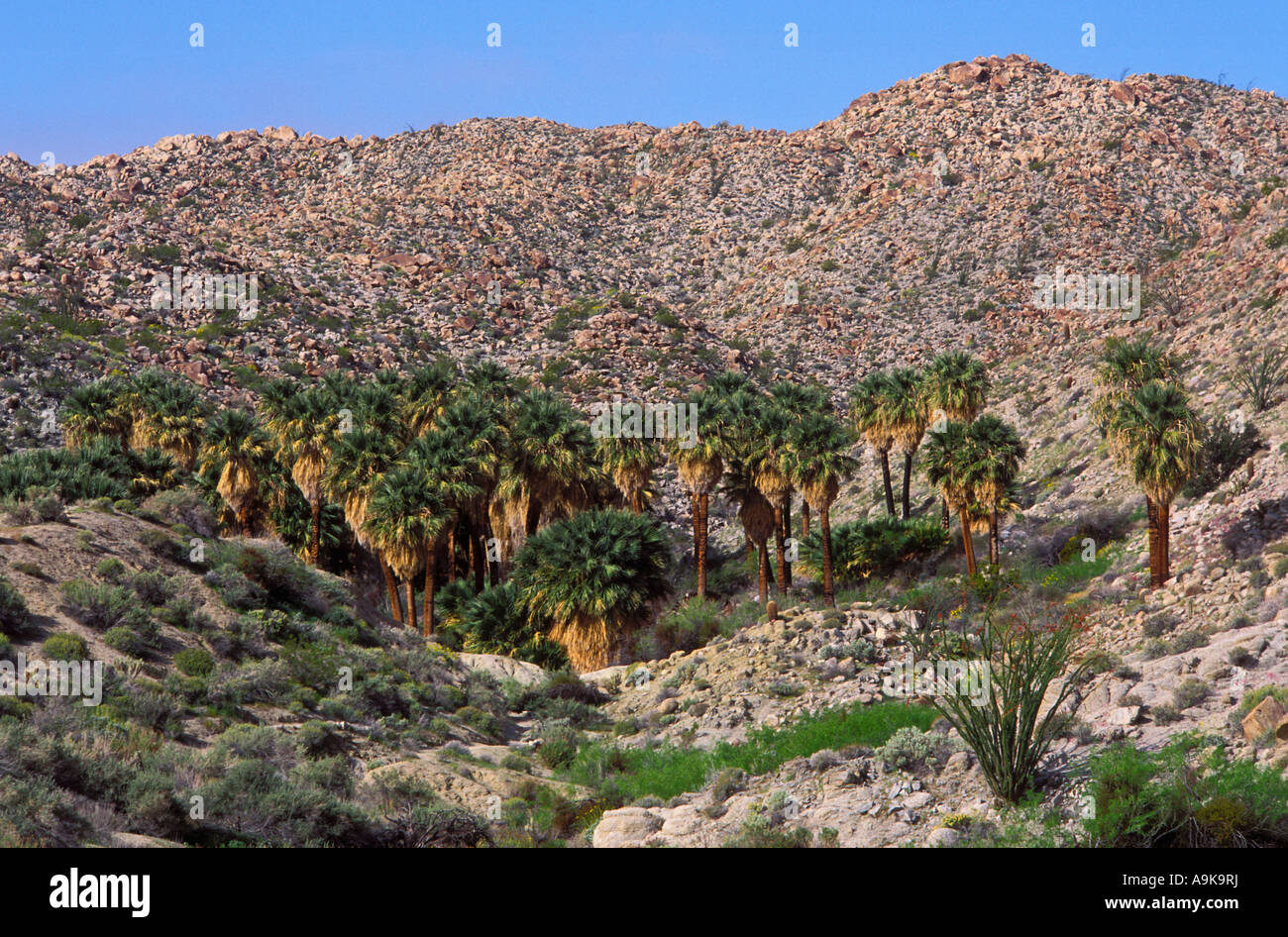 California Fan Palmen am Berg Palm Springs Anza Borrego Desert State Park California Stockfoto