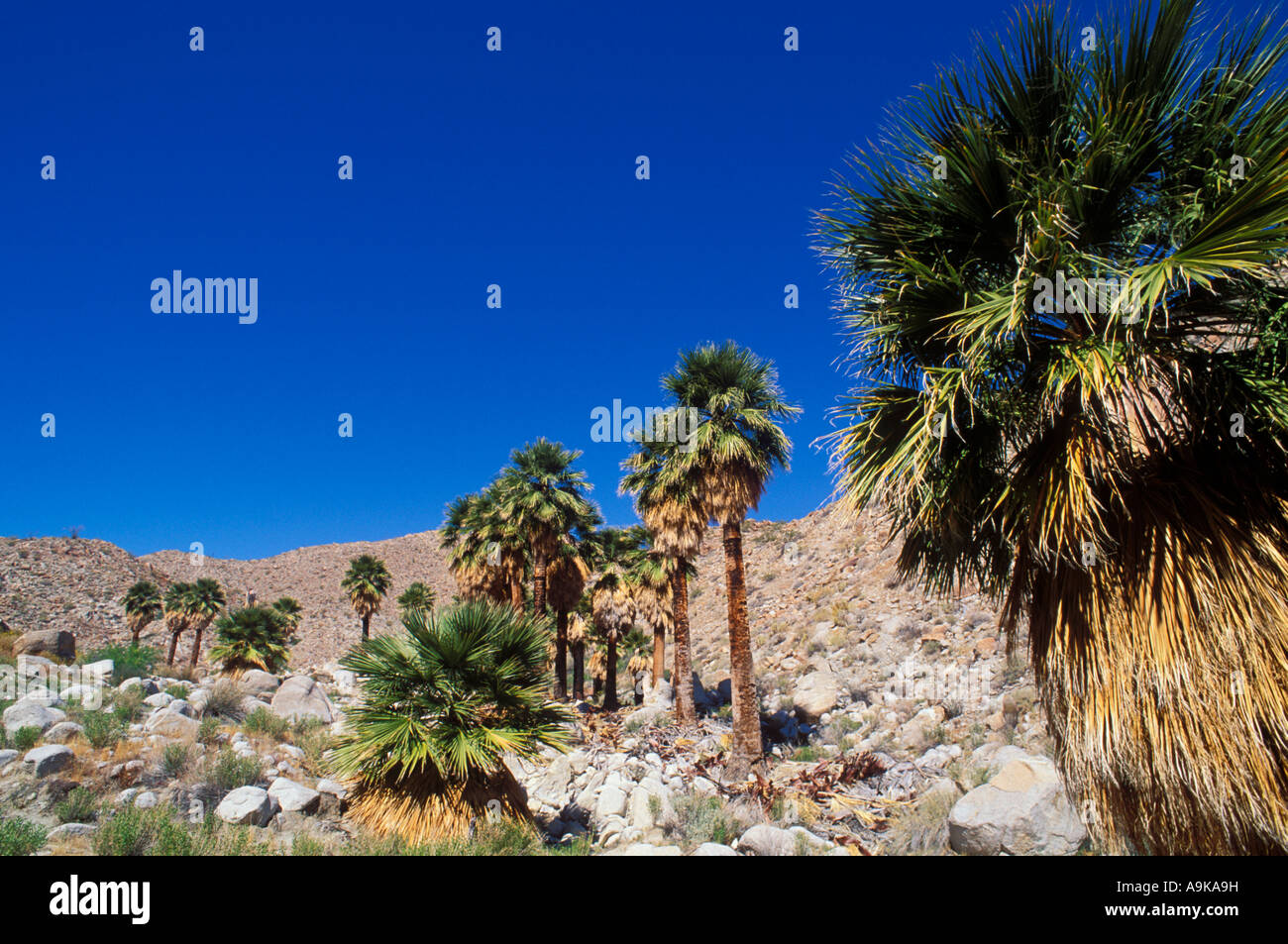 California Fan Palmen am Berg Palm Springs Tierra Blanca Berge Anza Borrego Desert State Park California Stockfoto