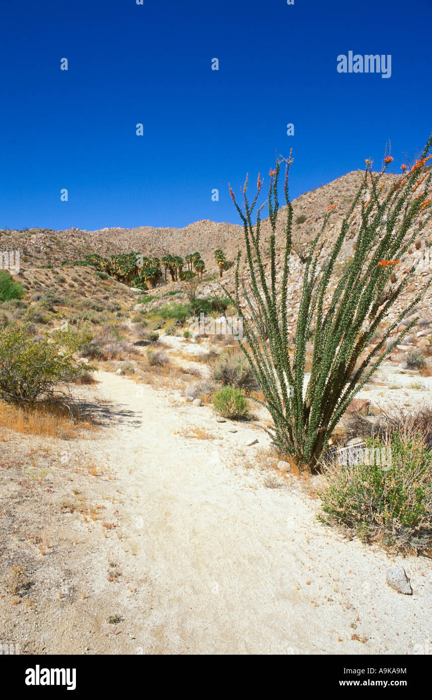 Ocotillo auf dem Weg nach Kalifornien Mountain Palm Springs Tierra Blanca Berge Anza Borrego Desert State Park Stockfoto