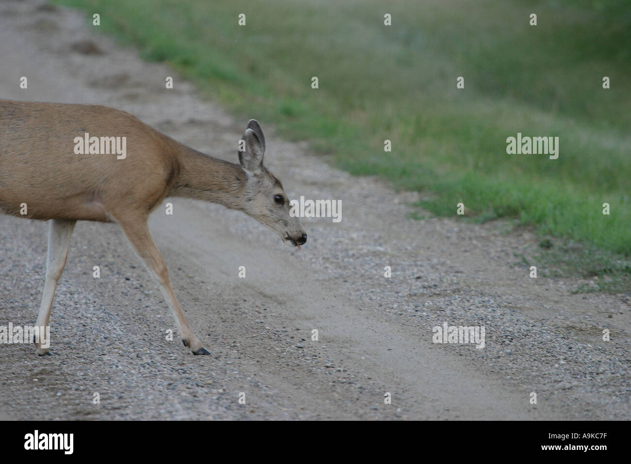 Maultier-Rotwild zu Fuß auf einer Straße in malerischen Saskatchewan Kanada Stockfoto