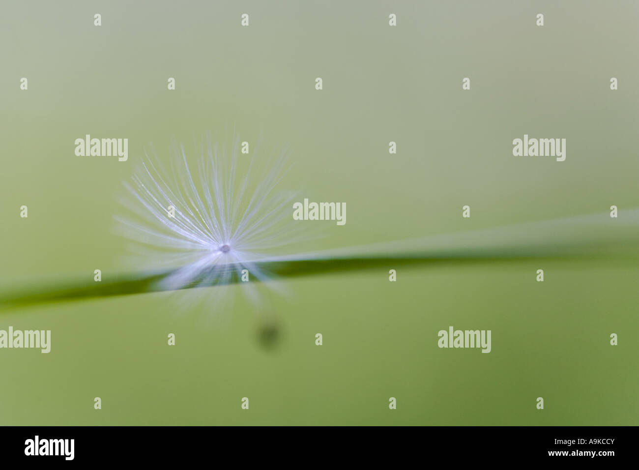 gemeinsamen Löwenzahn (Taraxacum Officinale), Samen Stockfoto