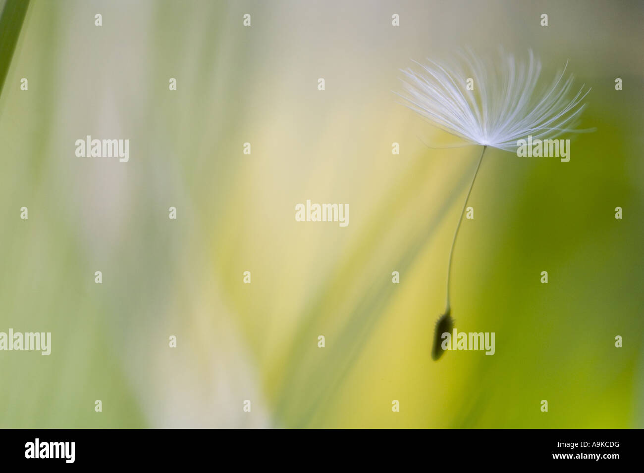 gemeinsamen Löwenzahn (Taraxacum Officinale), Samen Stockfoto