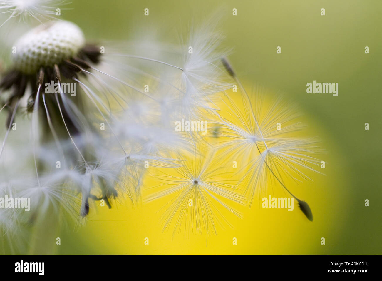 gemeinsamen Löwenzahn (Taraxacum Officinale), Samen am Fruchtstand Stockfoto