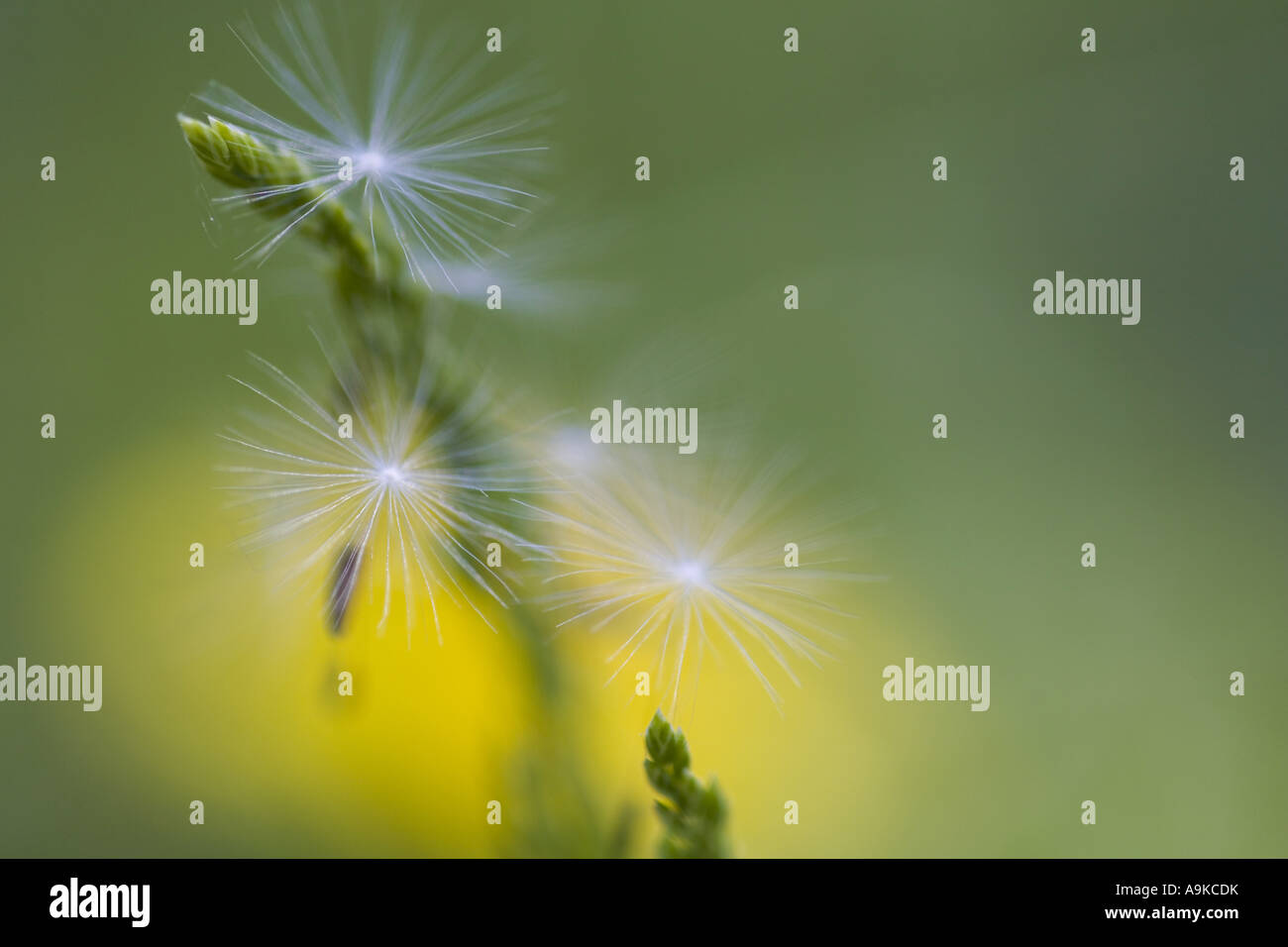 gemeinsamen Löwenzahn (Taraxacum Officinale), Samen bei grass Stockfoto