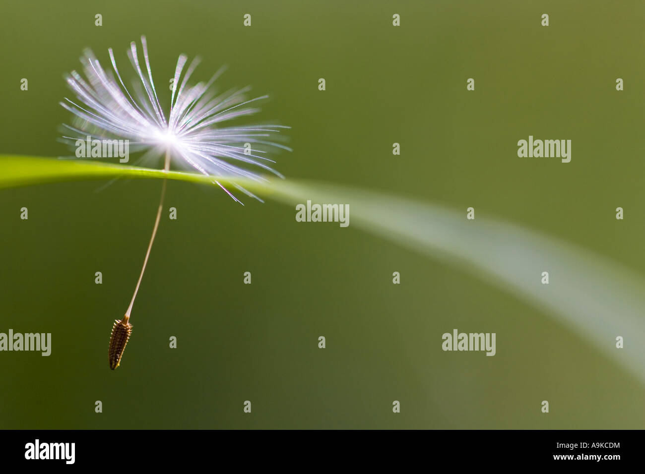gemeinsamen Löwenzahn (Taraxacum Officinale), Obst bei grass Stockfoto