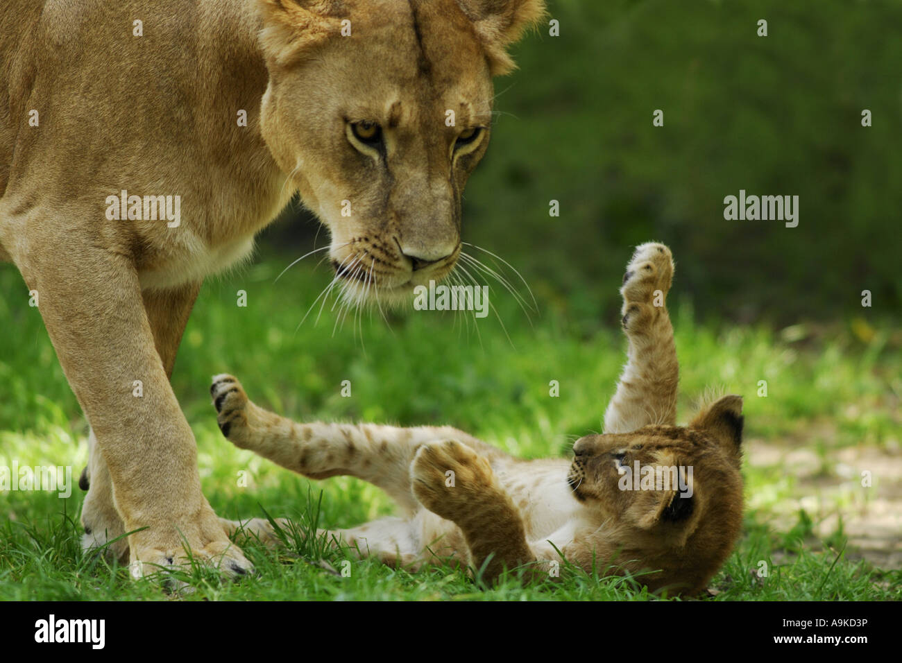 Löwe (Panthera Leo), Weibchen mit jungen spielen Stockfoto