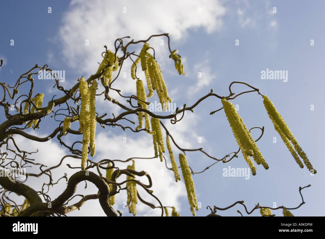 Gemeinsame Hasel (Corylus Avellana), männliche Kätzchen, Deutschland, Baden-Württemberg Stockfoto