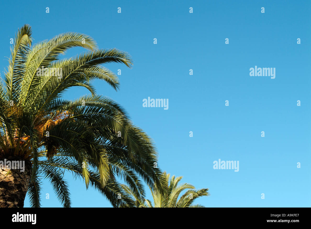Palme vor blauem Himmel Stockfoto