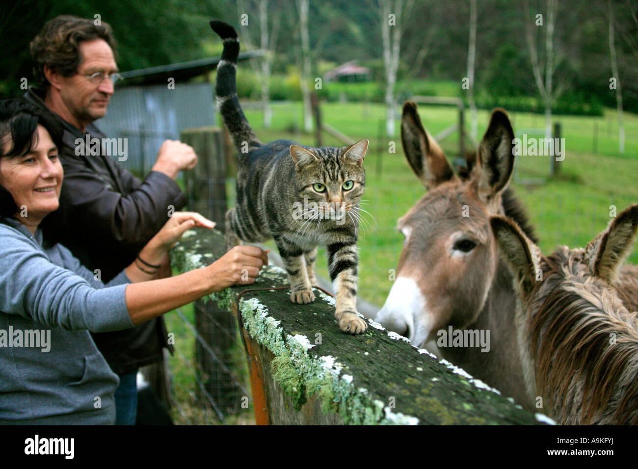 Tierfreunde mit einer Katze Tabby Bauernhof und Eseln auf einer Farm in Australien Stockfoto