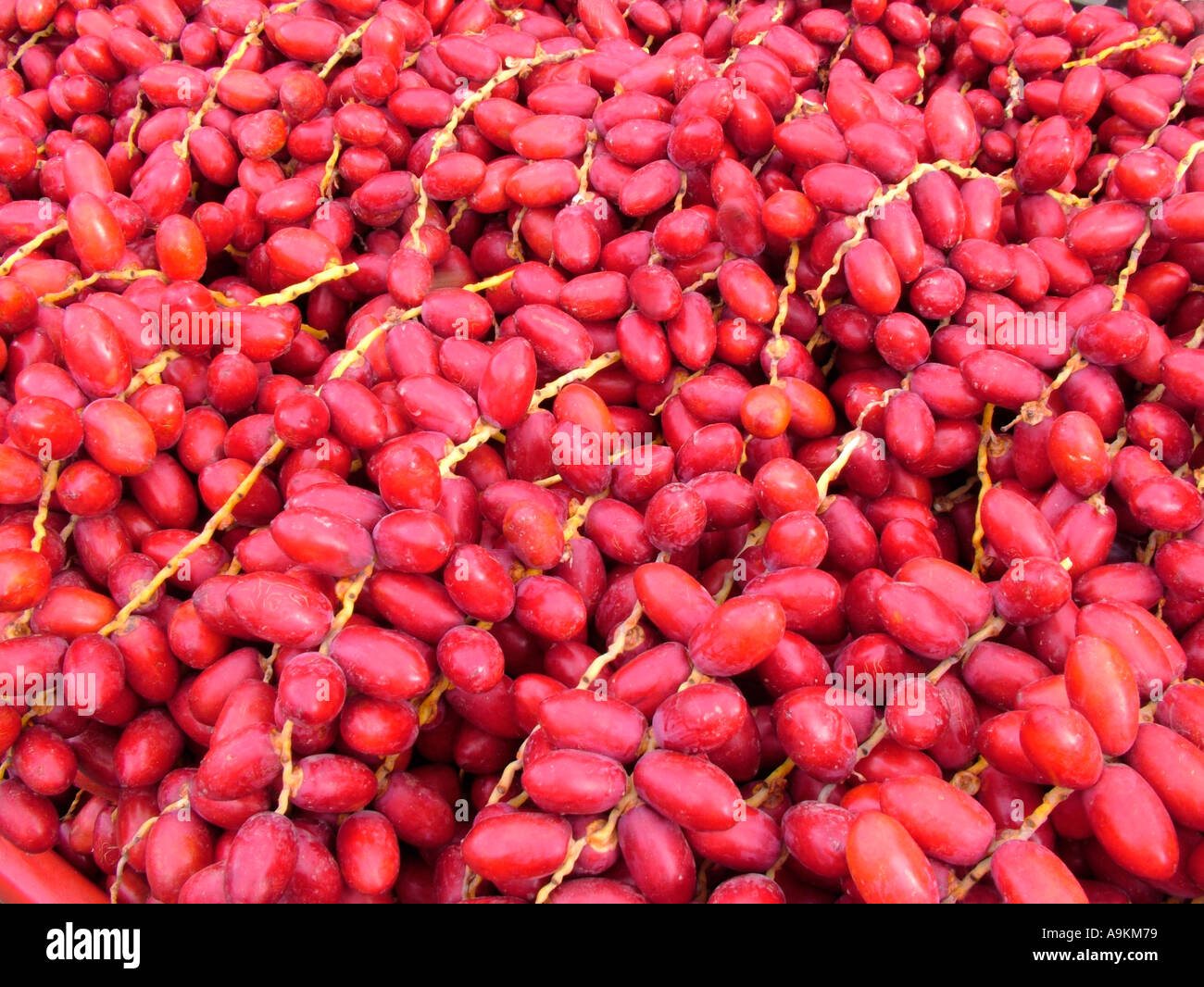 Datteln Obst roh Stockfoto