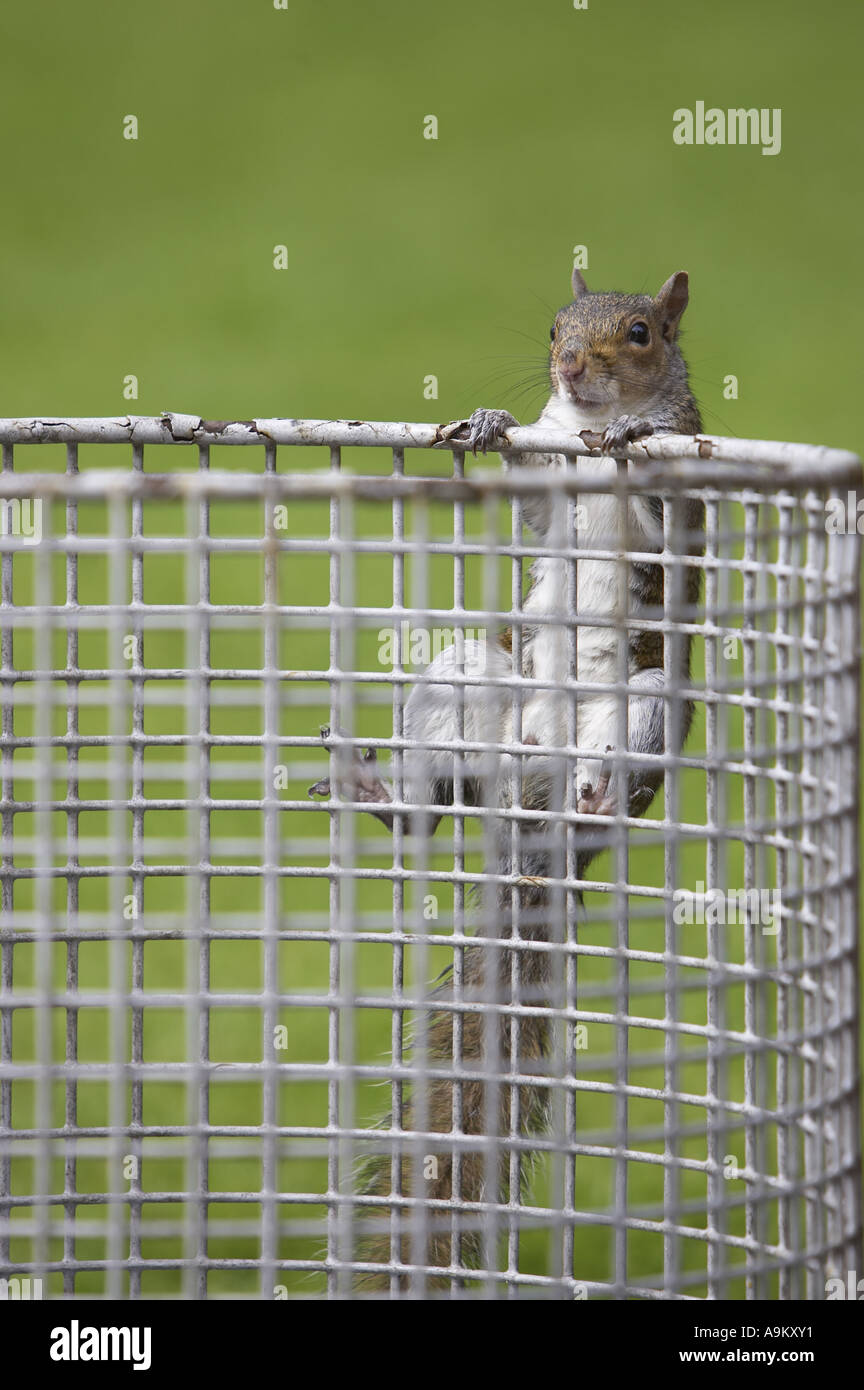 östliche graue Eichhörnchen, graue Eichhörnchen (Sciurus Carolinensis), Klettern auf einen Wurf bin, Großbritannien, Schottland, Edinburgh Stockfoto