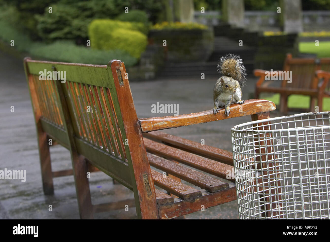 östliche graue Eichhörnchen, graue Eichhörnchen (Sciurus Carolinensis), sitzend auf Park Bench, Großbritannien, Schottland, Edinburgh Stockfoto