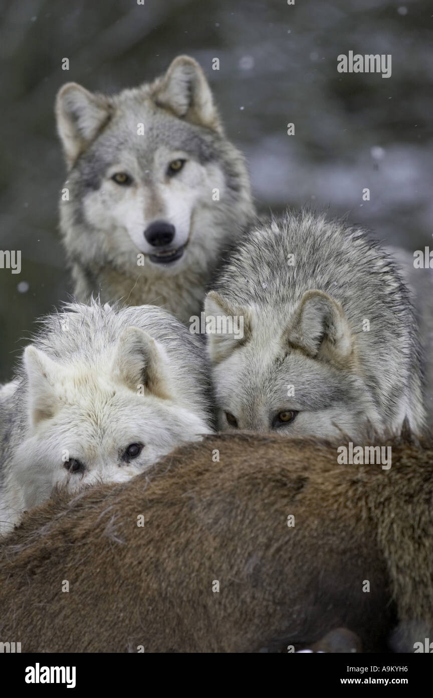 Europäische graue Wolf (Canis Lupus Lupus), Rotwild, Großbritannien, Schottland gefangen Pack Essen Stockfoto