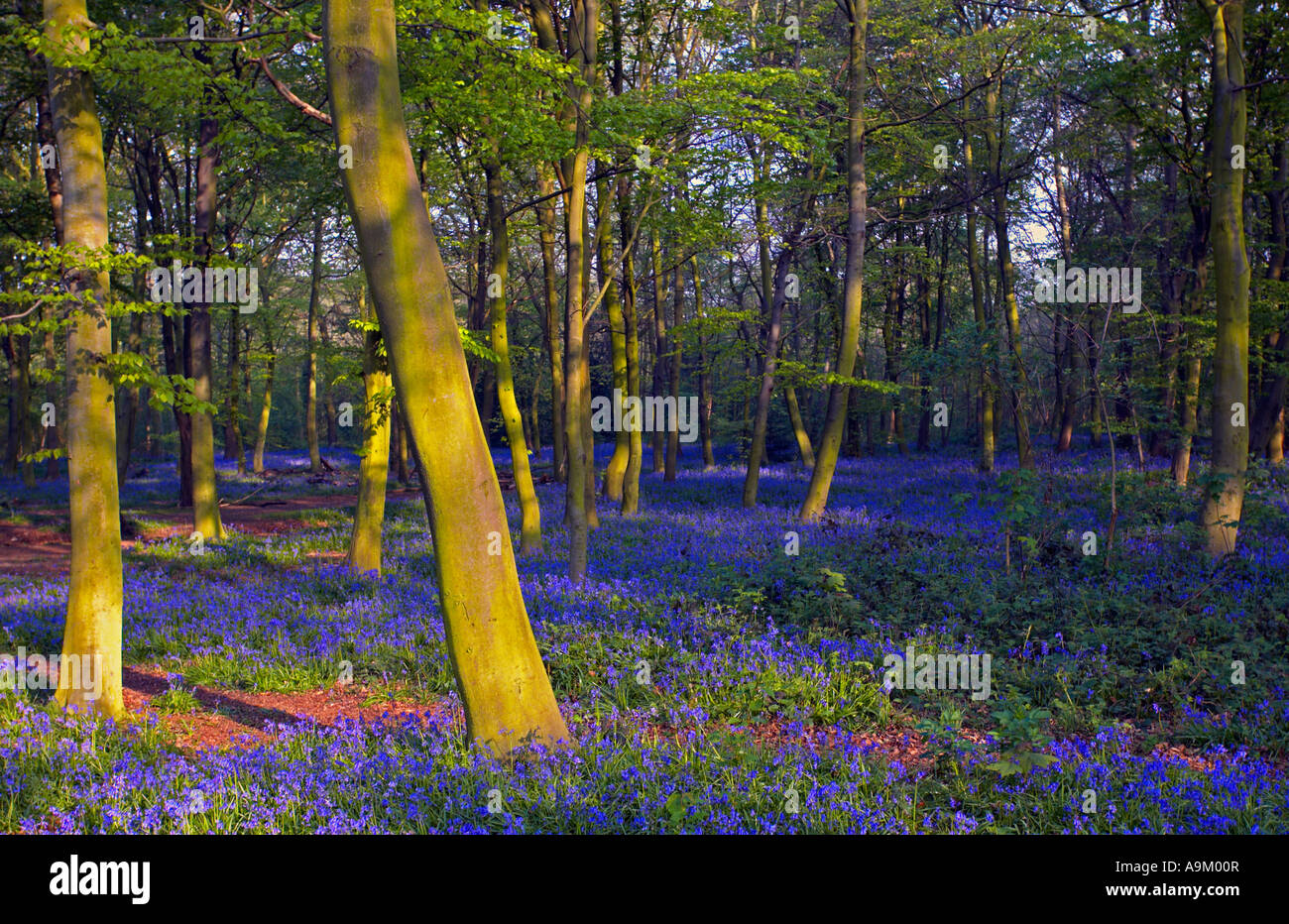 Bluebell Holz in Wanstead Park London Stockfoto