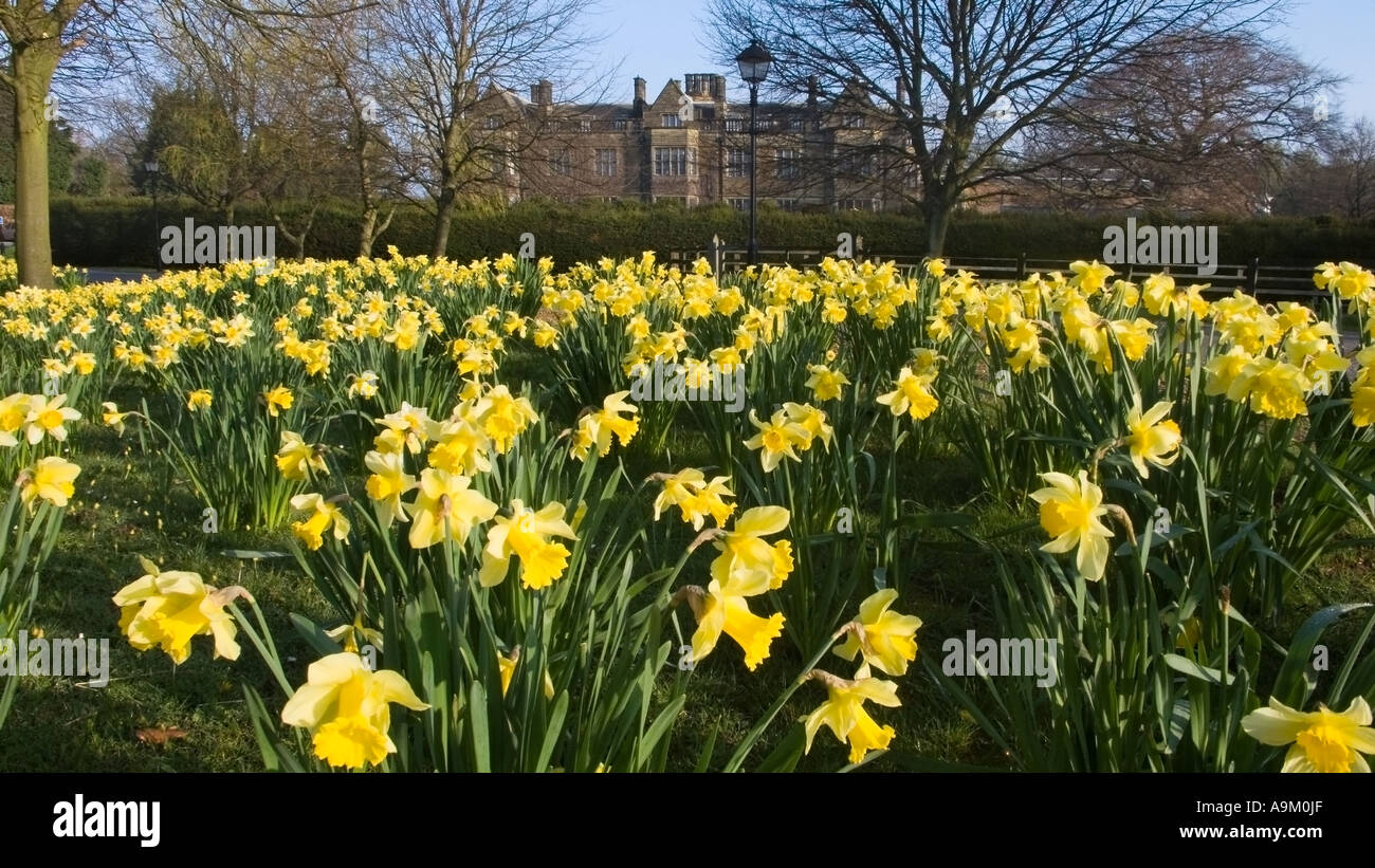 Frühling-Narzissen in Gisborough Hall Kolonialwarenhändler Tees Valley Cleveland England jetzt ein hotel Stockfoto