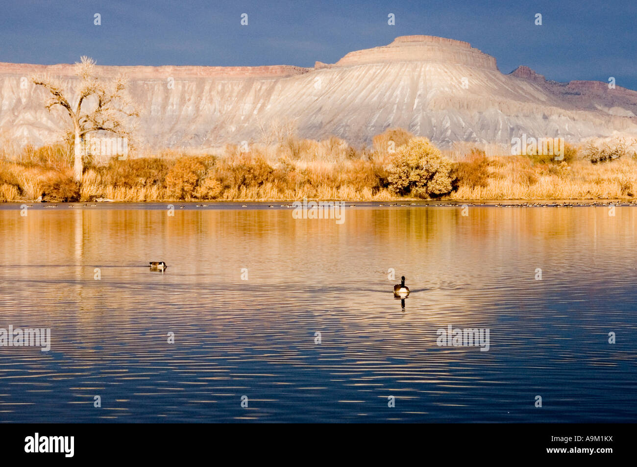 Kanadische Gänse im See mit Buch Klippen im Hintergrund, Grand Junction, Colorado Stockfoto