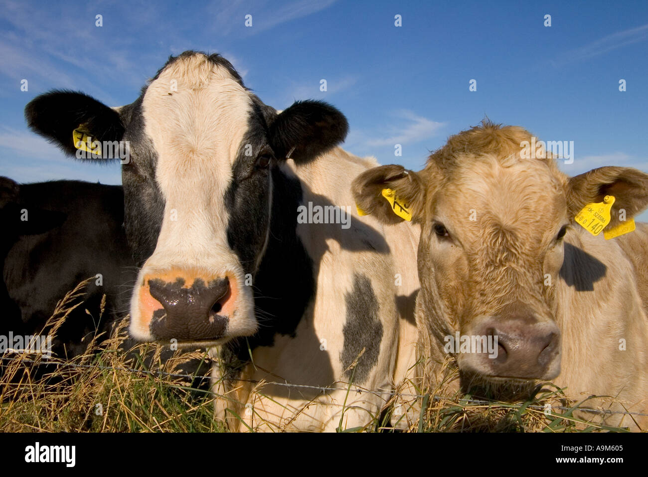 Kuh schottland paar Fotos und Bildmaterial in hoher Auflösung Alamy