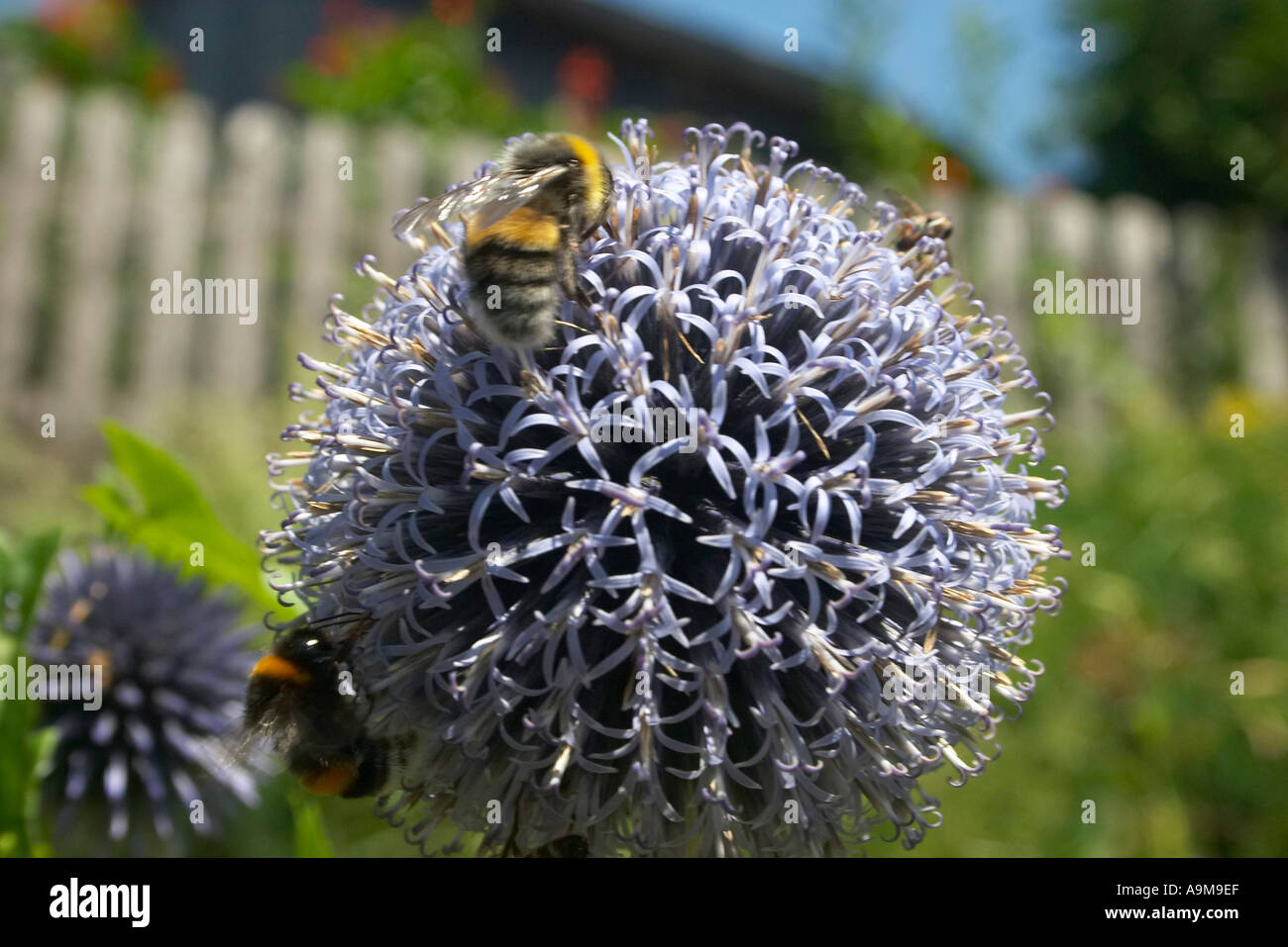 Hummeln auf globethistle Stockfoto