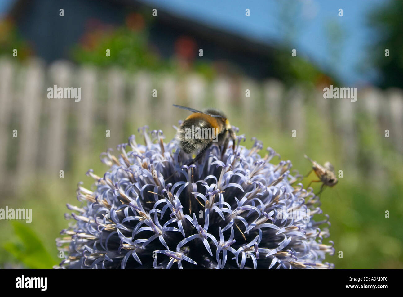 Hummel auf globethistle Stockfoto