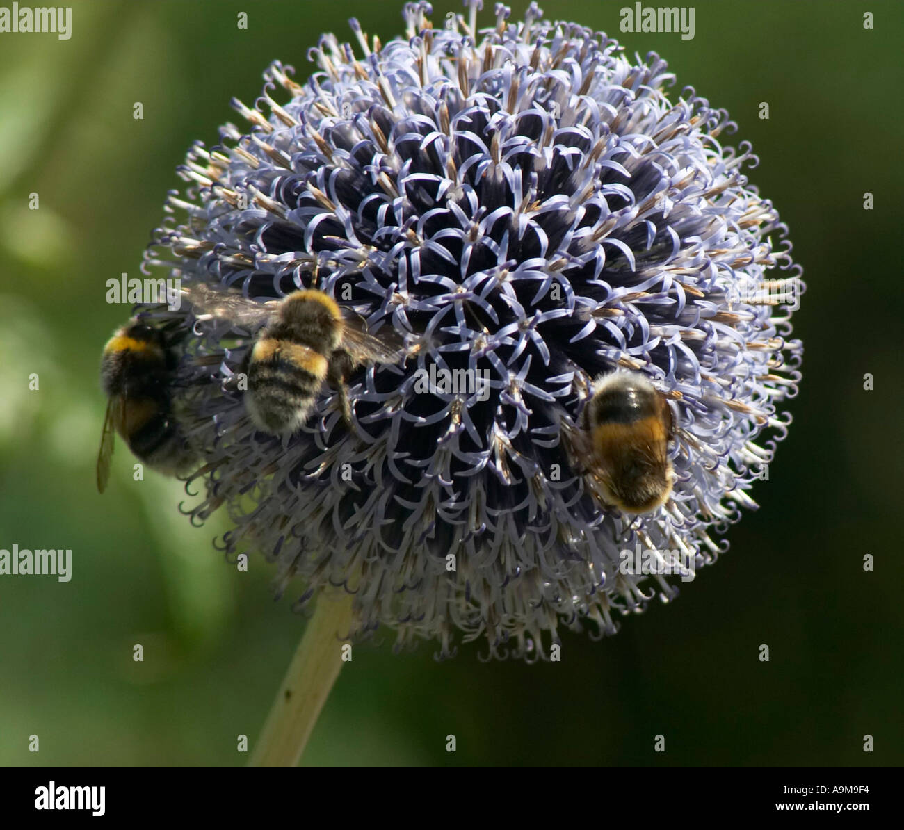 Hummeln auf globethistle Stockfoto