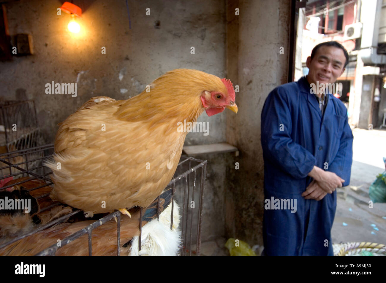 MAN LOOKING AT HUHN FÜR BESCHÄFTIGT DAJING LU MARKT IN DER ALTEN STADT VON SHANGHAI-CHINA Stockfoto