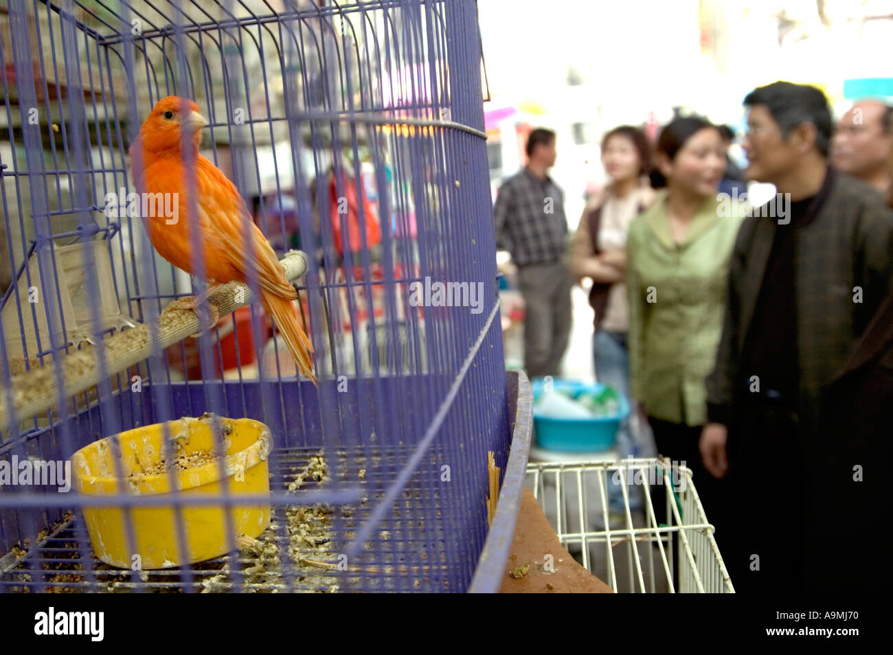 HAUSTIER VOGEL IM KÄFIG FÜR VERKAUF WANSHANG VOGEL UND ˆFLOWER MARKT IN SHANGHAI Stockfoto