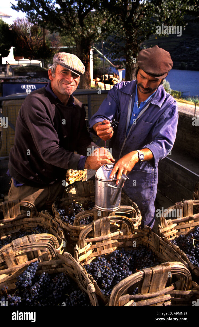 Prüfung der Trauben Port Wein Produktion Douro-Tal Portugals Stockfoto