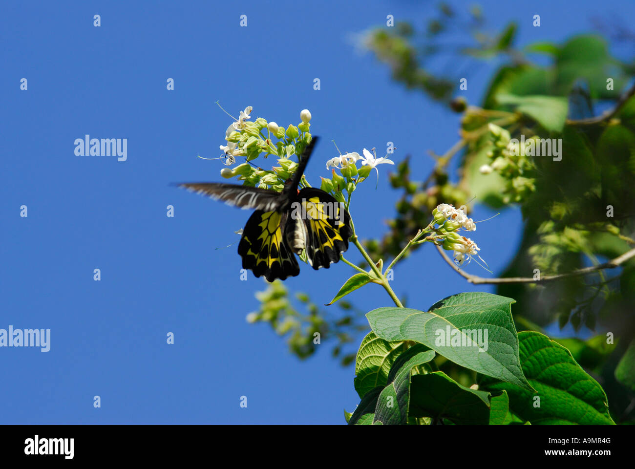 SÜDLICHEN BIRDWING BUTERFLY FÜTTERUNG ÜBER WILDE BLUMEN SILENT VALLEY NATIONAL PARK Stockfoto