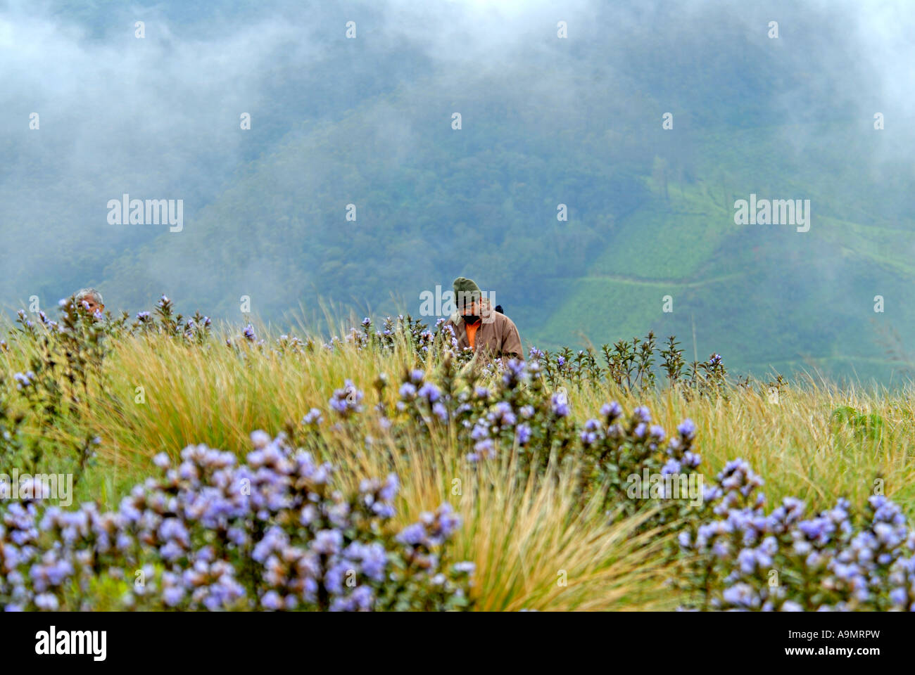 TOURISTEN IN MUNNAR ERAVIKULAM NATIONALPARK Stockfoto