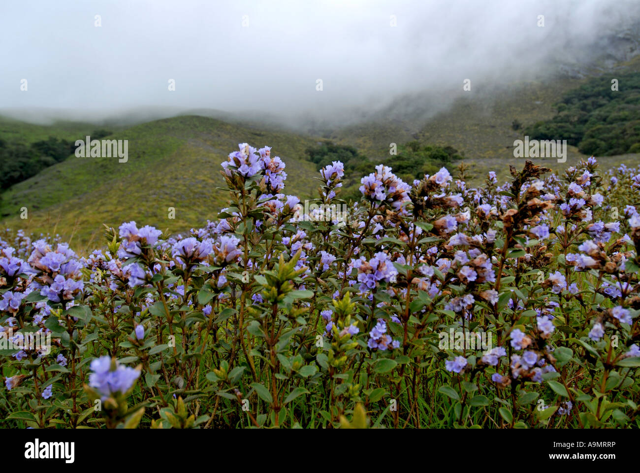 NEELAKURINJI IN ERAVIKULAM NATIONALPARK MUNNAR KERALA Stockfoto