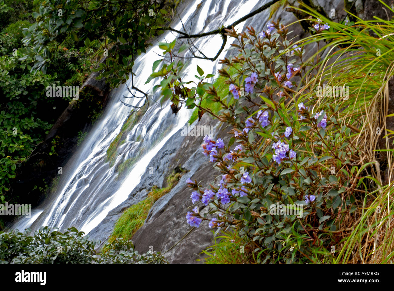 NEELAKURINJI IN ERAVIKULAM NATIONALPARK MUNNAR KERALA Stockfoto