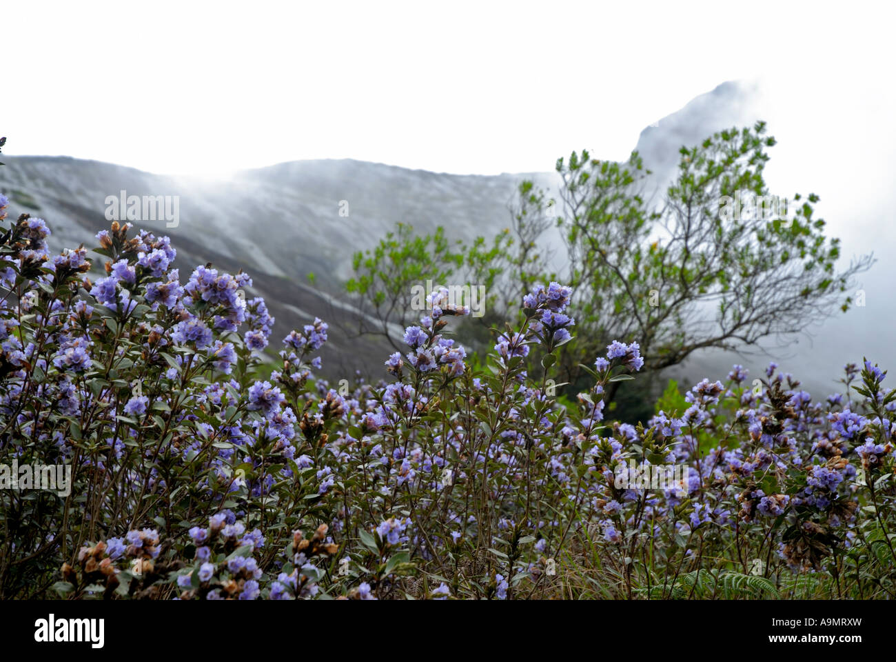 NEELAKURINJI IN ERAVIKULAM NATIONALPARK MUNNAR KERALA Stockfoto