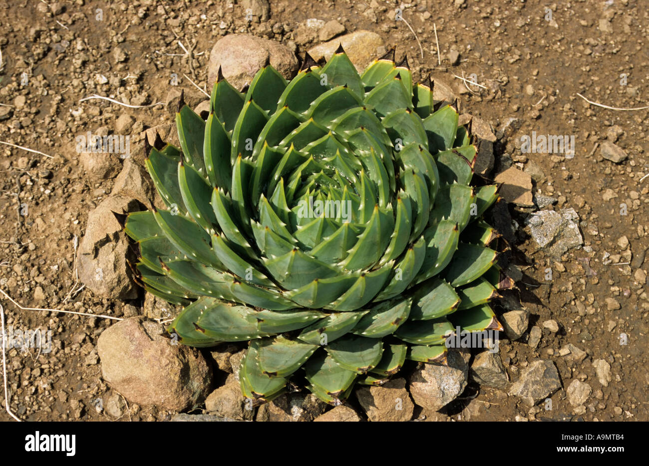 Spirale Aloe, Aloe Polyphylla, National Werk von Lesotho, Lesotho Stockfoto