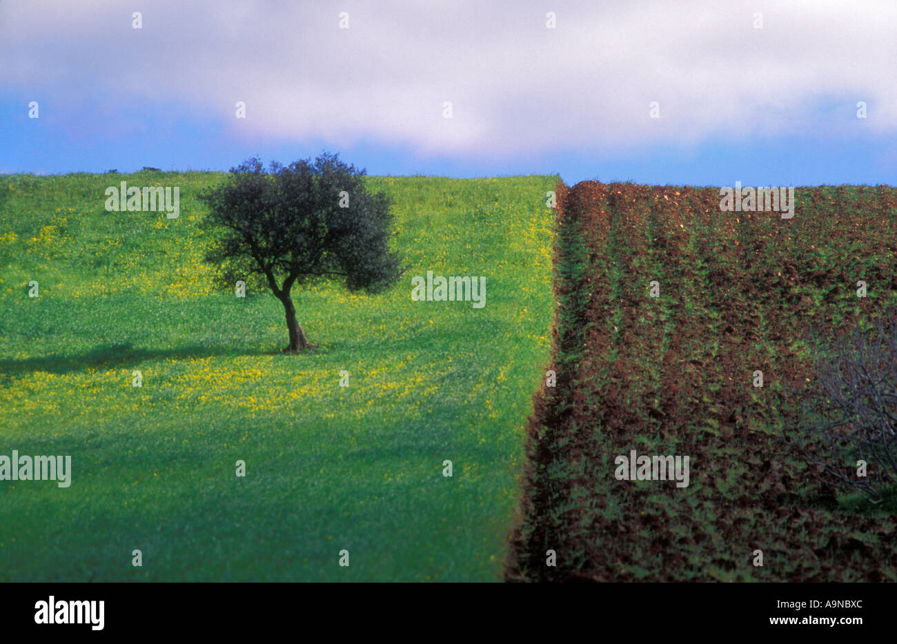 Ein Baum in einem Feld mit gelben Blüten daneben Ein gepflügte Feld Baro Algarve Portugal EU Europa Stockfoto