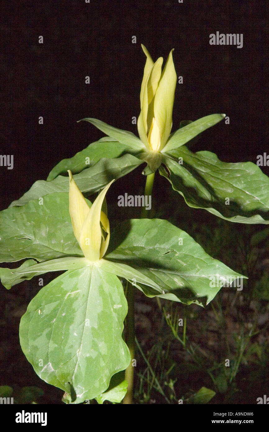 Gelbe Trillium in den Smoky Mountains Stockfoto