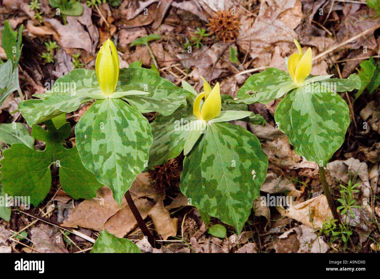 Gelbe Trillium in den Smoky Mountains Stockfoto