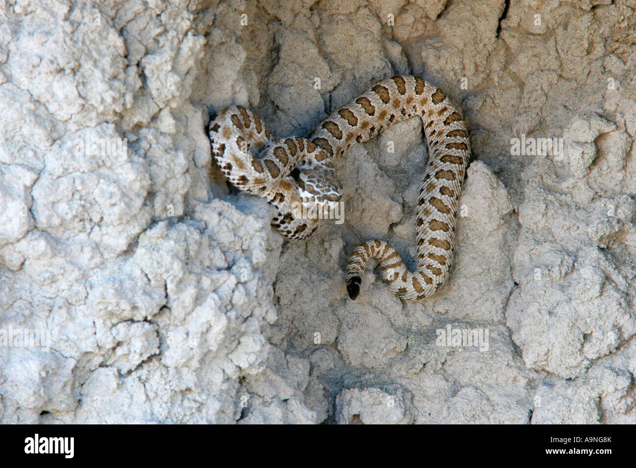 westlichen pygmy Rattlesnake, Fantasy Canyon, utah Stockfoto