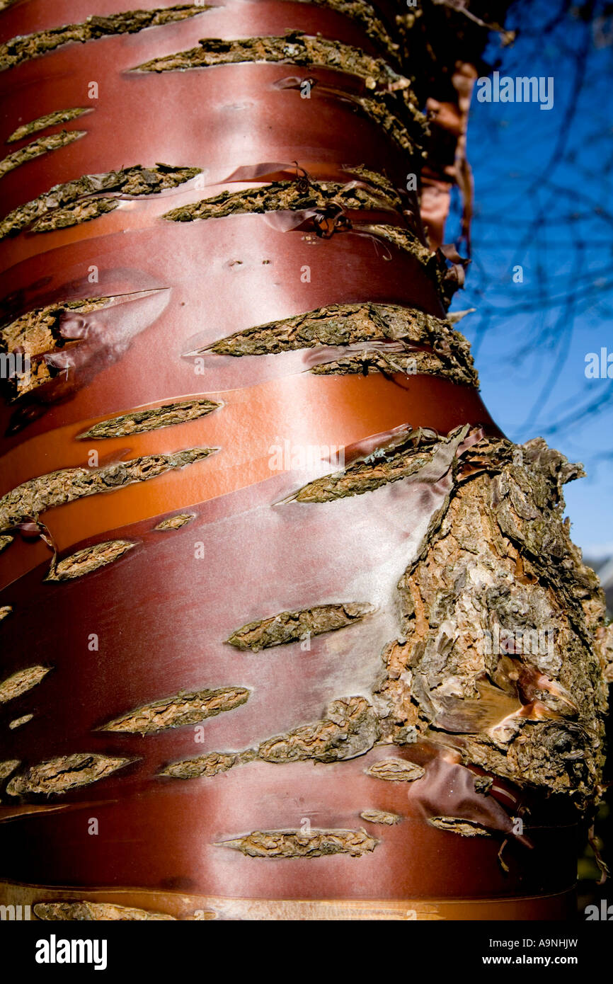 Rinde des tibetischen Kirsche Baum Prunus serrula Stockfoto