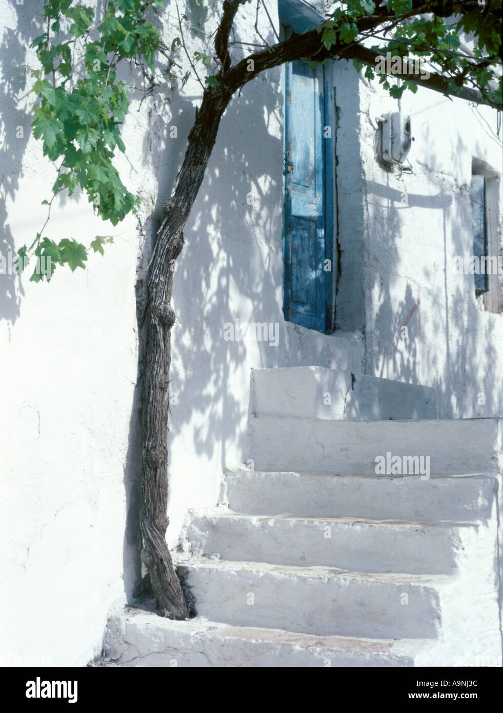 Weiß gekalkt Steinstufen Rebe und Weinblättern traditionelle ethnische Griechenland Stockfoto
