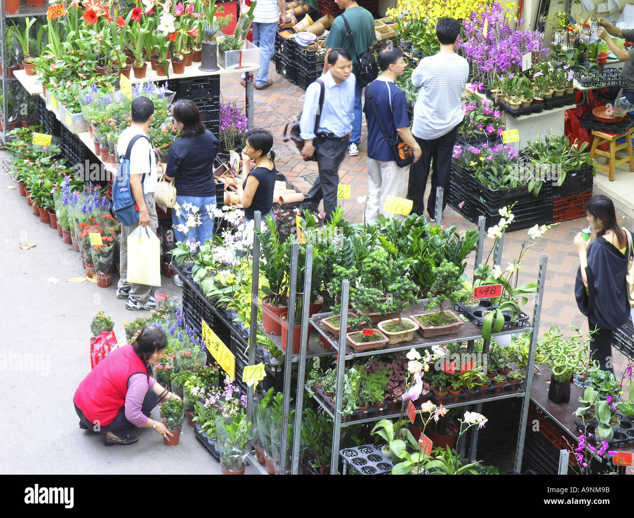 China Hong Kong Kowloon Mong Kok Blumenmarkt Straße Stockfoto