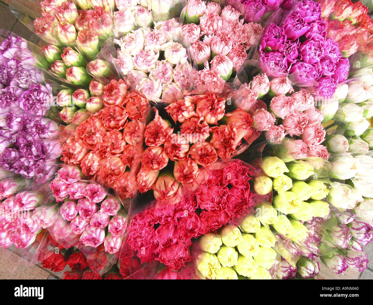 China Hong Kong Kowloon Mong Kok Blumenmarkt Straße Stockfoto